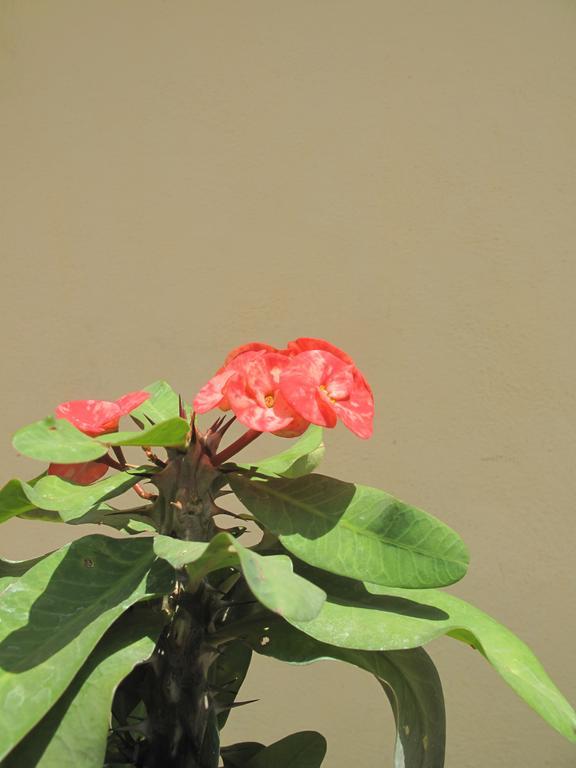 Om Shiva Guest House Hampi Luaran gambar
